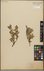 Foto von Salix L.